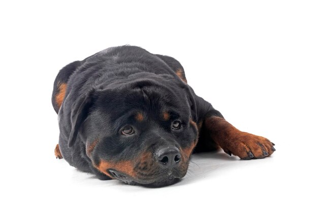 Rottweiler im Studio