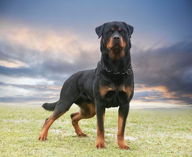 Rottweiler in der Natur