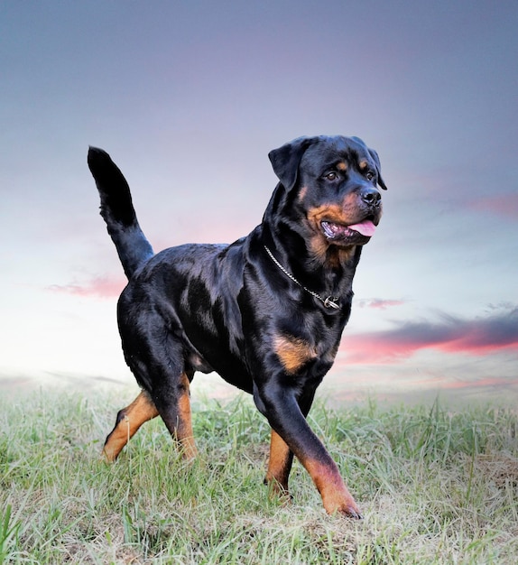 Rottweiler in der Natur