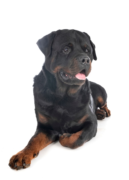 Rottweiler isolado