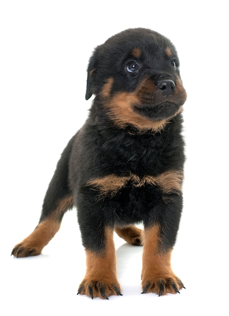 Rottweiler jovem filhote de cachorro