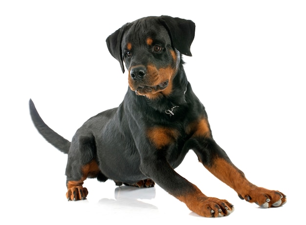 Rottweiler jovem