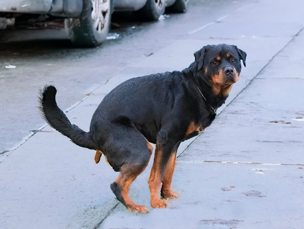 Rottweiler joven defeca en un pueblo en la carretera