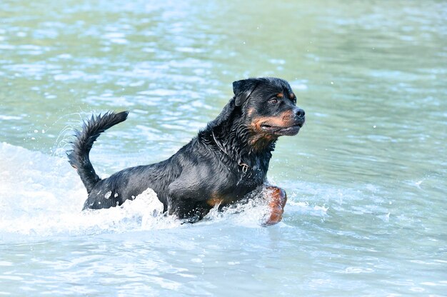 Rottweiler joven nadando en un río en verano