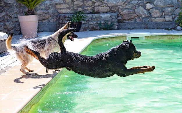 Rottweiler joven y piscina