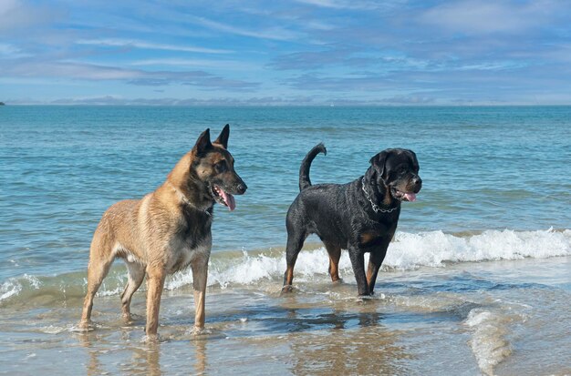 Foto rottweiler y malinois en la playa