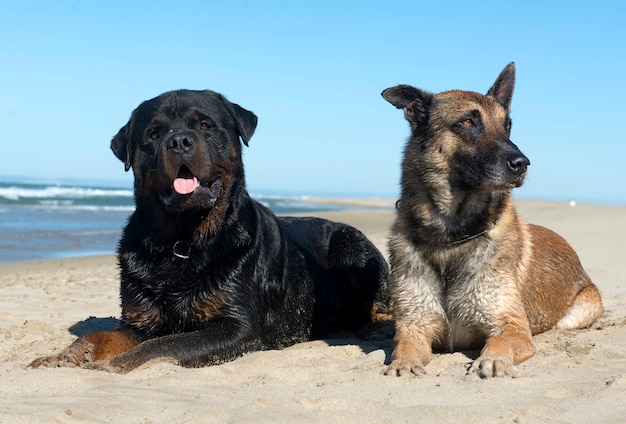 Rottweiler y Malinois