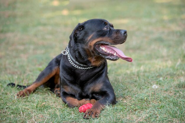 Foto rottweiler mit spielzeug, das auf dem feld ruht