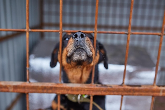 Rottweiler na gaiola do abrigo de animais