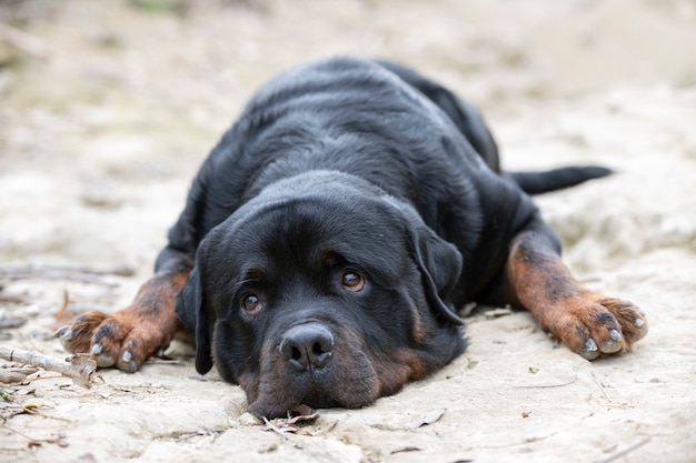 Rottweiler na natureza