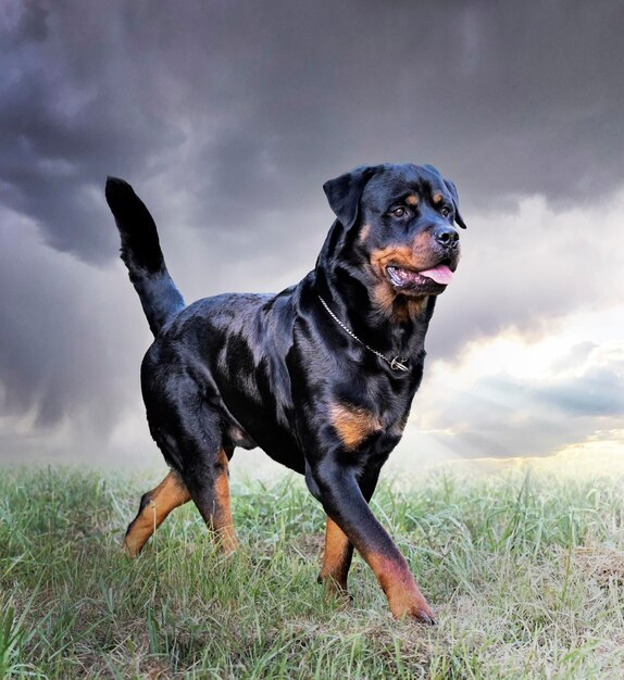 Rottweiler na natureza