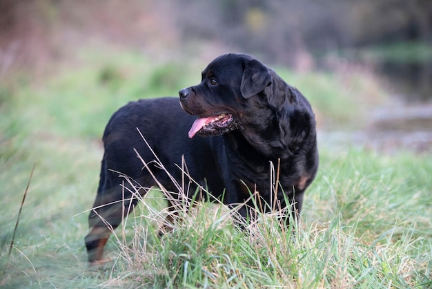 Rottweiler na natureza