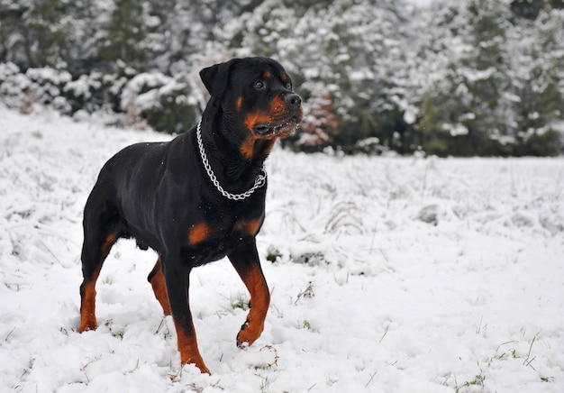 Rottweiler na neve