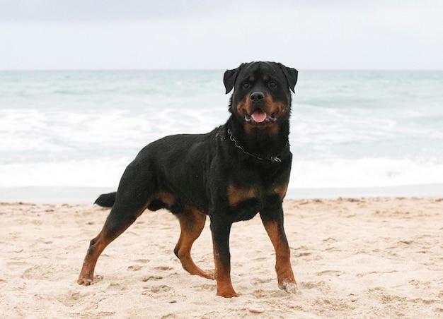 Rottweiler na praia