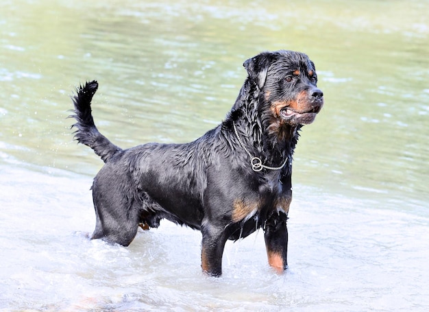 Rottweiler nadando en el río