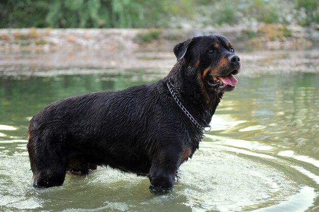 Rottweiler de natación