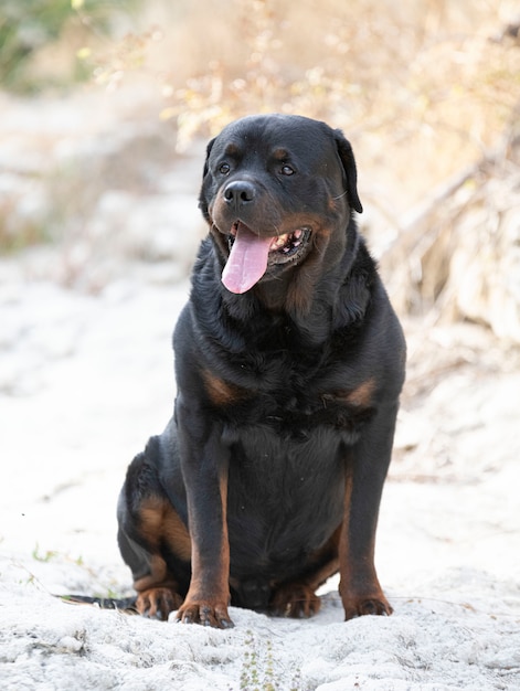 Rottweiler en la naturaleza