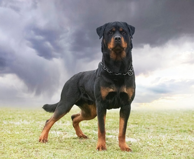 Rottweiler en la naturaleza