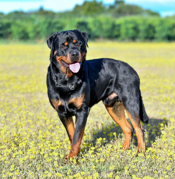 Rottweiler en la naturaleza