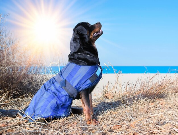 Rottweiler no verão