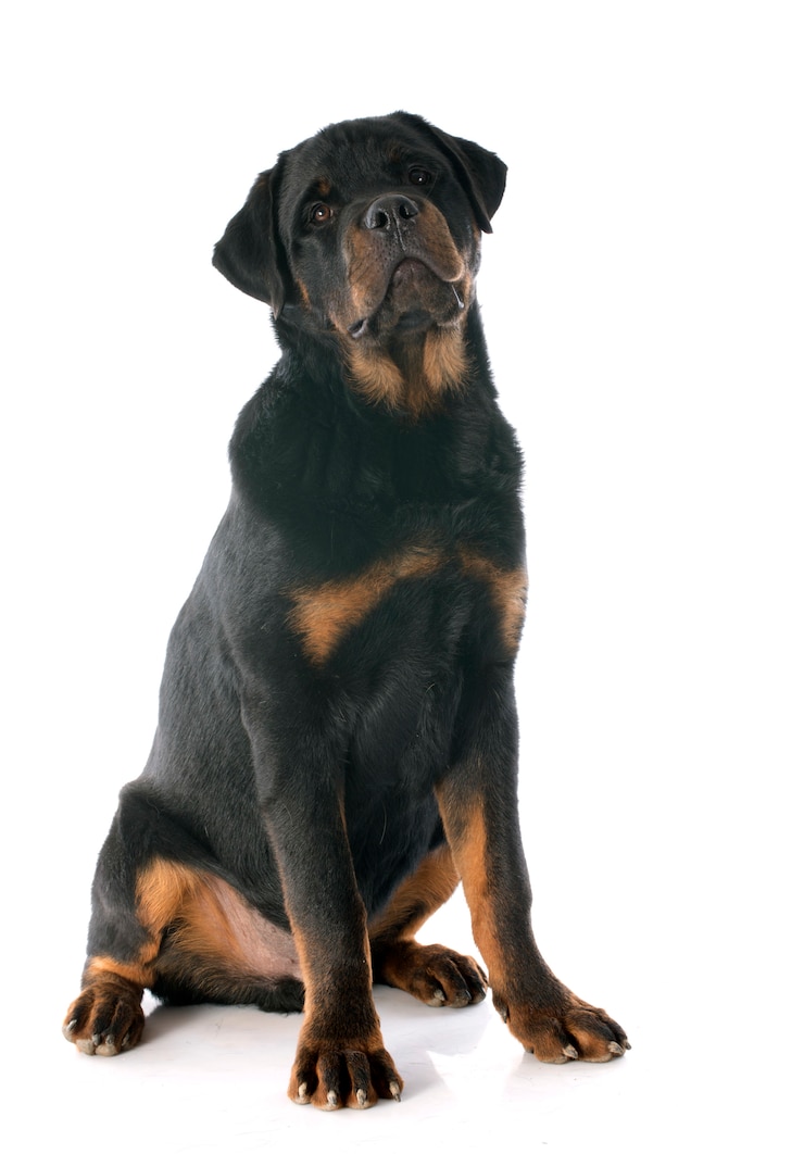 Foto rottweiler novo