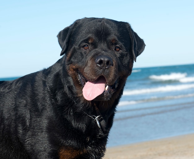 Rottweiler en la playa