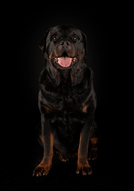 Rottweiler de pura raza aislado en negro