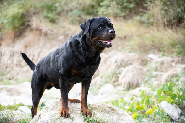 Rottweiler de pura raza caminando en la naturaleza en otoño