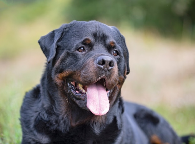 Rottweiler de pura raza caminando en la naturaleza en otoño