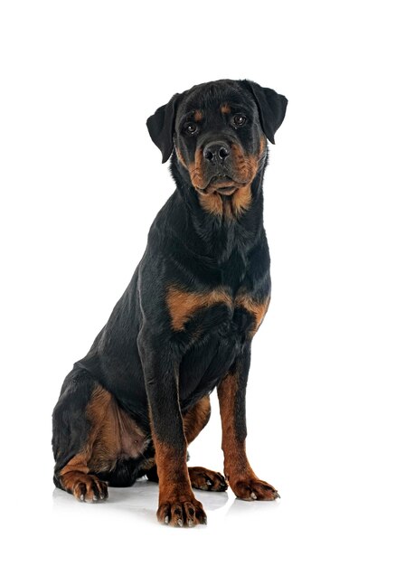 Rottweiler de pura raza delante de un fondo blanco