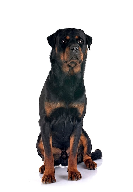 Rottweiler de pura raza delante de un fondo blanco