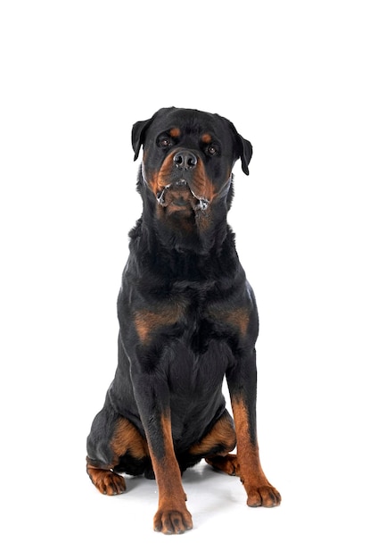 Rottweiler de pura raza delante de un fondo blanco