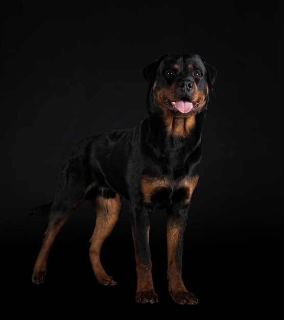 Rottweiler de pura raza delante de un fondo negro