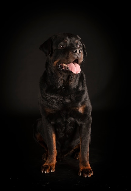 Rottweiler de pura raza delante de superficie negra