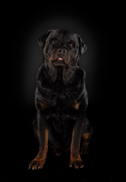 Foto rottweiler de pura raza delante de superficie negra