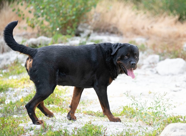 Rottweiler de pura raza posando en la naturaleza en verano