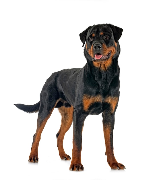 Rottweiler puro-sangue na frente do fundo branco