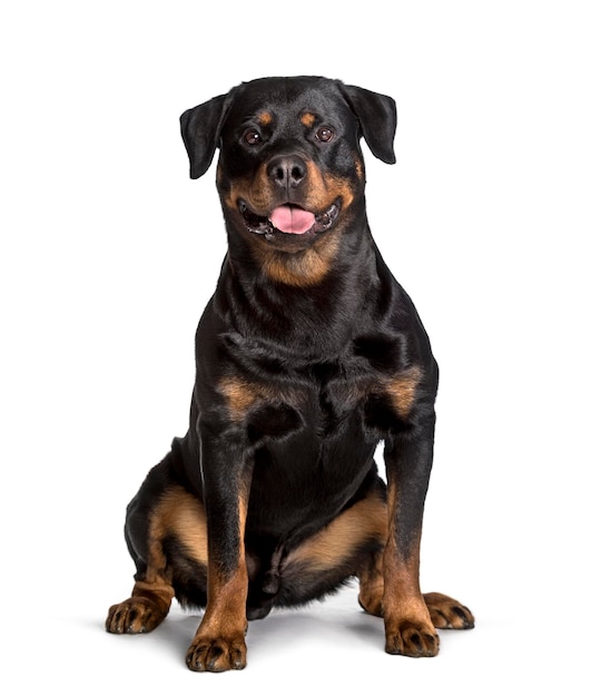 Rottweiler sentado contra um fundo branco