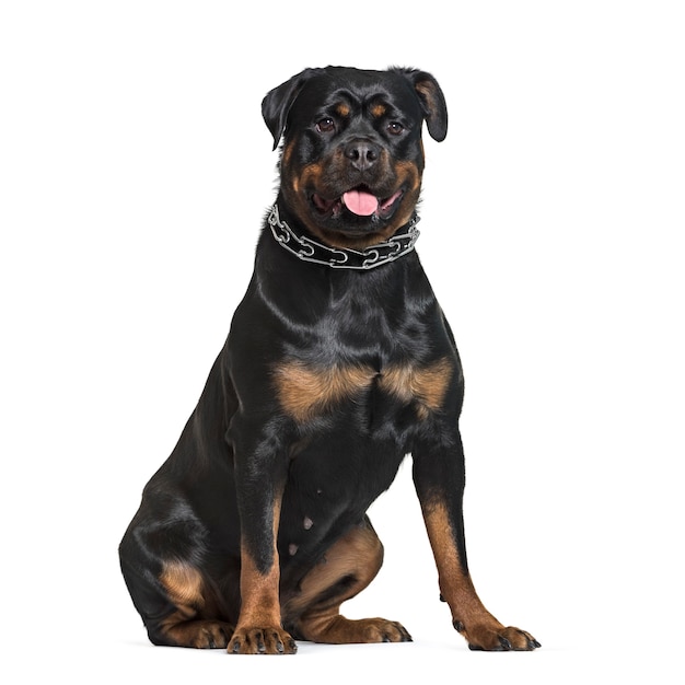 Rottweiler sentado delante de un fondo blanco