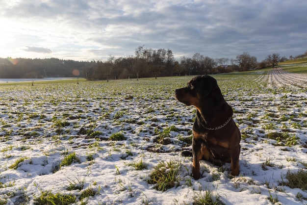 Rottweiler se sienta en un campo cubierto de nieve en un soleado día de invierno nublado