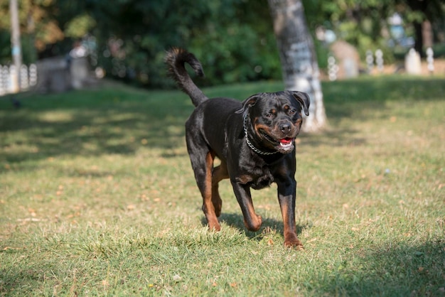 Rottweiler spazieren im Feldpark