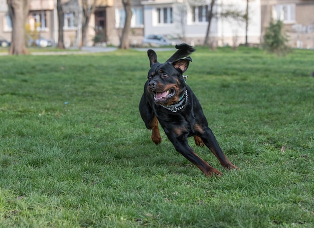 Foto rottweiler spielen im park