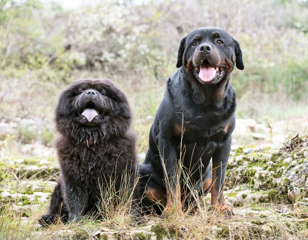 Foto rottweiler und chow chow