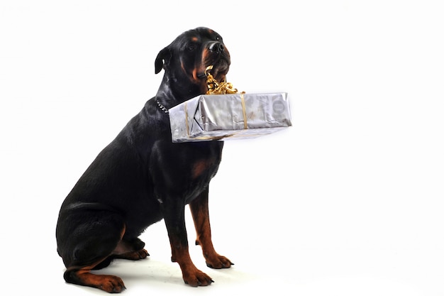 Rottweiler und Geschenk