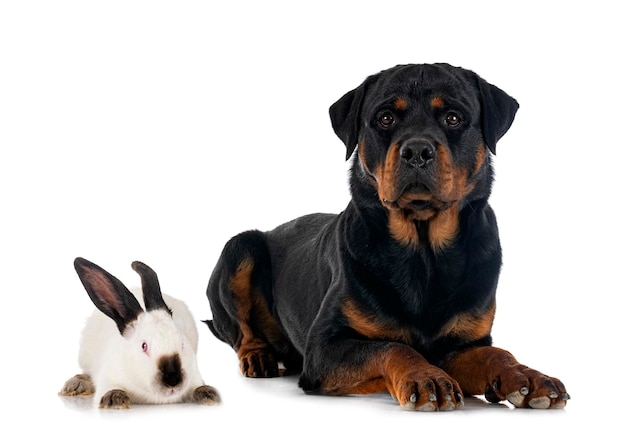 Rottweiler und Kaninchen