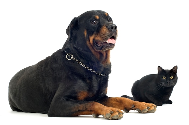 Rottweiler und Katze