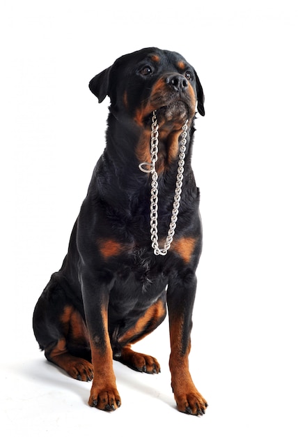 Rottweiler und Kragen