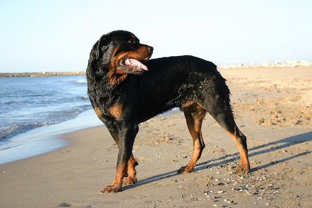 Rottweiler en vacaciones