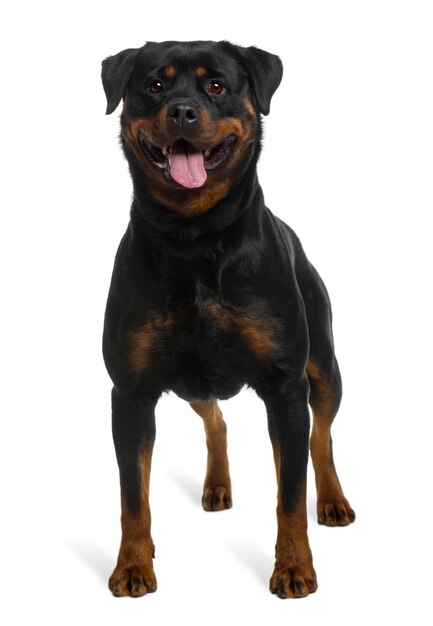 Foto rottweiler