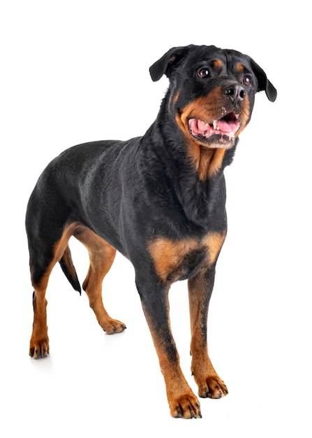 Rottweiler